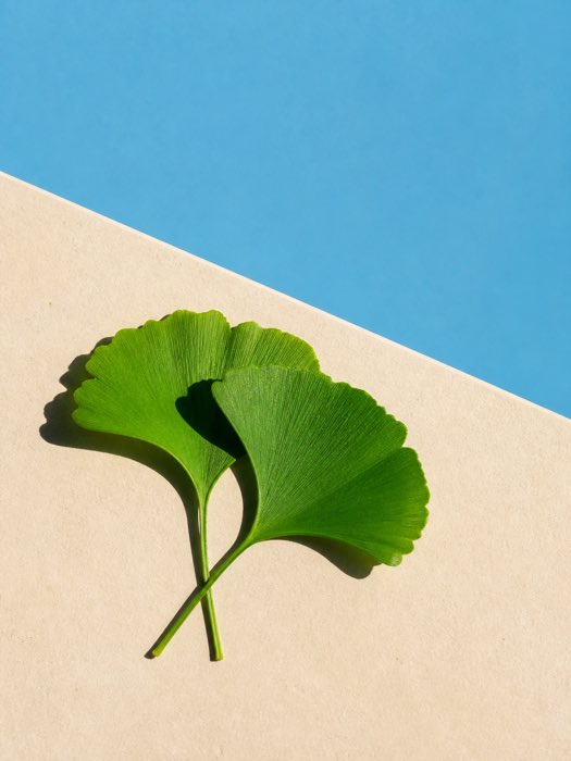 Ginkgo Biloba