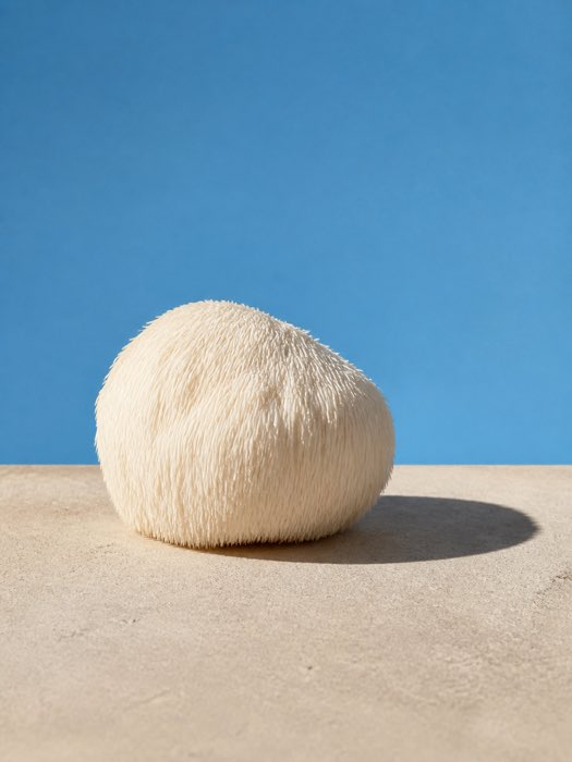 Lion’s Mane